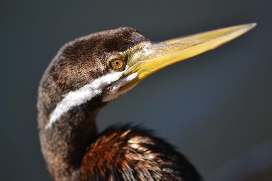 HVA ER RACHEL CARSON-PRISEN?