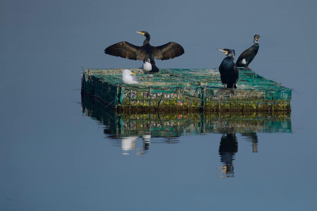 HVEM VAR RACHEL CARSON?