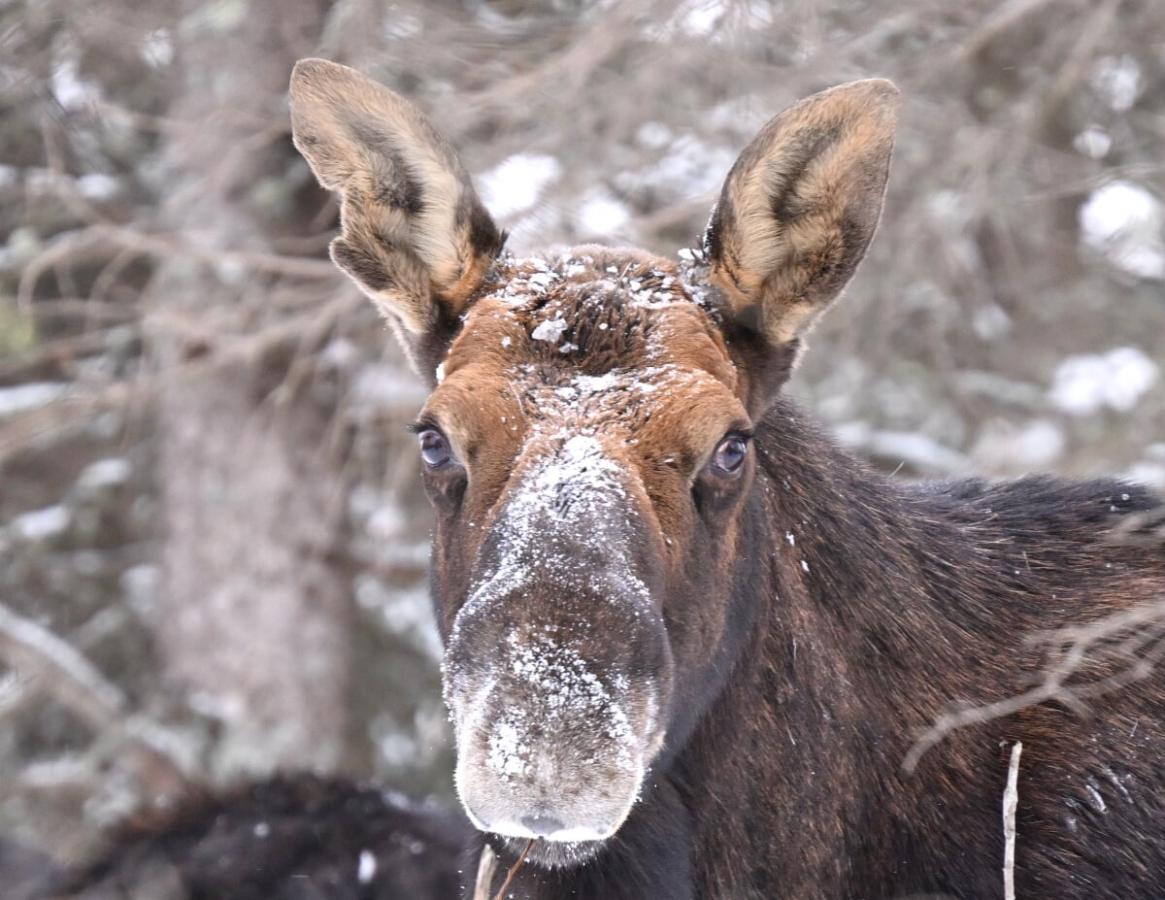 An Isle Royale moose with a snow-covered snout during winter study