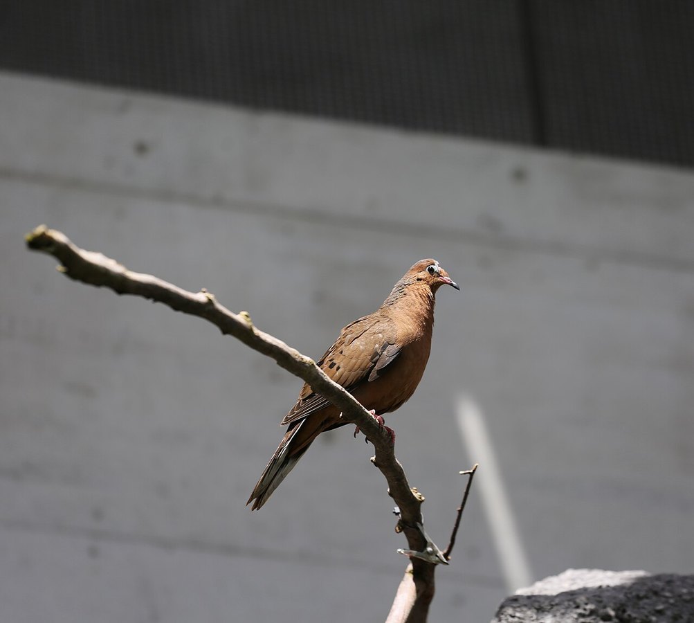 Paloma de Socorro (Zenaida graysoni) posada en una rama en el Zoo de Basilea