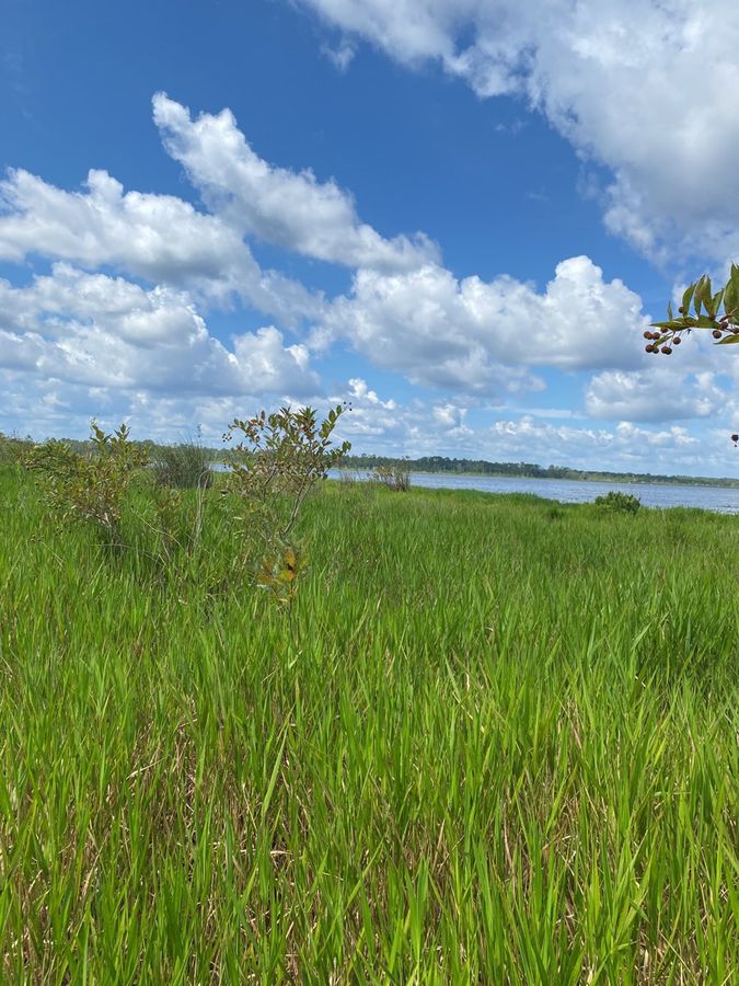 Tall grasses and shrubs along the shore of a lake, on the Meetinghouse Groves estate, in Putnam County (Florida)