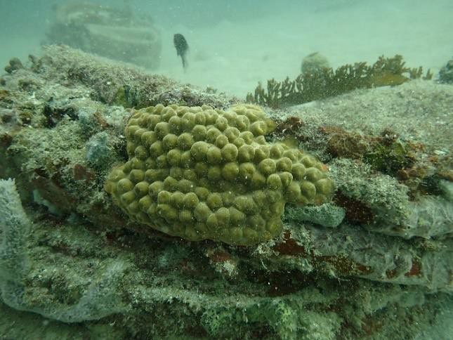 Montastraea cavernosa colony growing on a tire package, before divers transplanted it