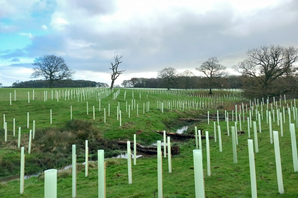 Árboles jóvenes con sus protectores a ambos lados de un arroyo de la granja (Foto: Robinson Forestry Ltd / Forestry Commission)