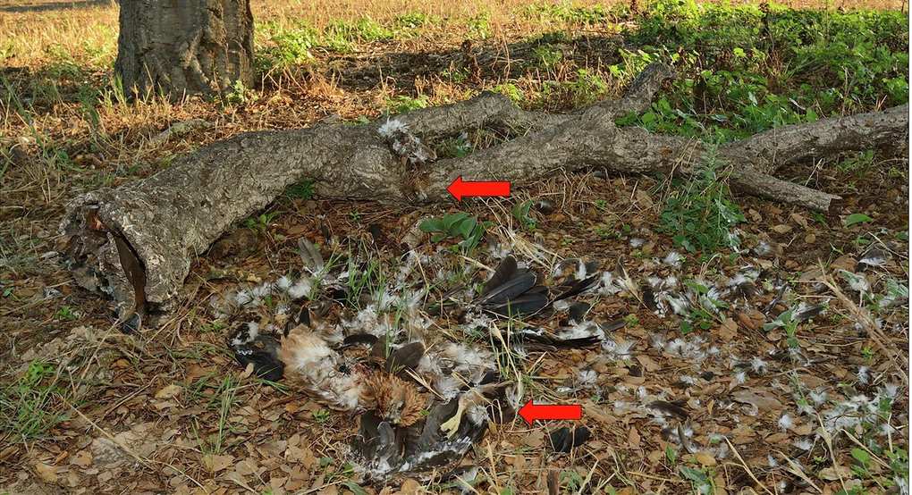 Plumas y restos de dos volantones de milano negro devorados por un lince bajo su nido en Doñana