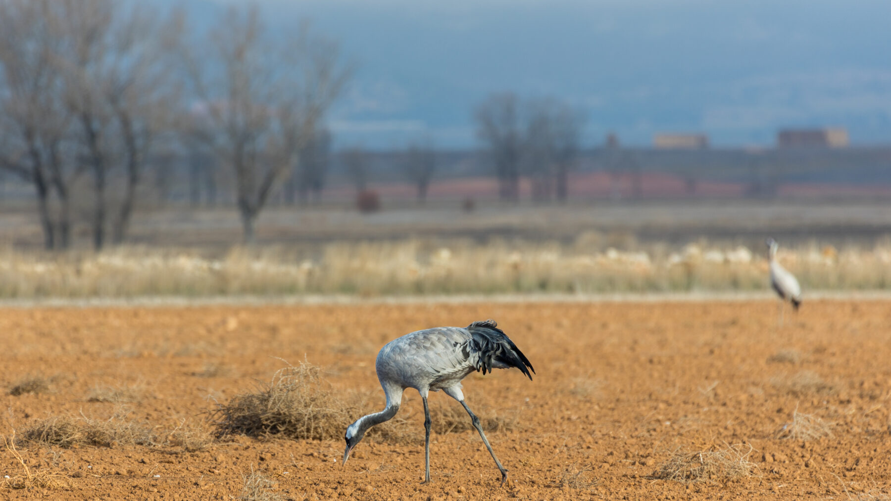 Una grulla común picotea en un campo labrado de tierra rojiza; al fondo se ve otra grulla, árboles sin hojas y un paisaje de campos.