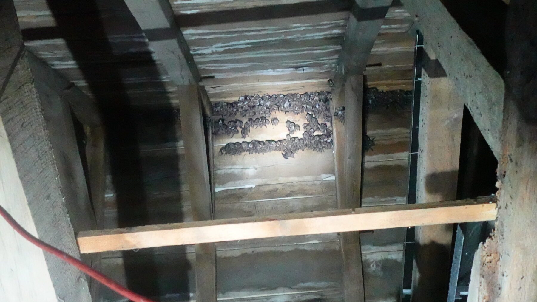 Colony of large brown bats gathered inside a church nave